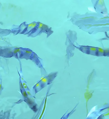 Fabricación de aditivos funcionales