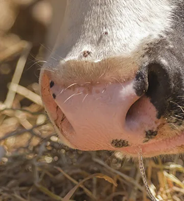 Soporte técnico en granja