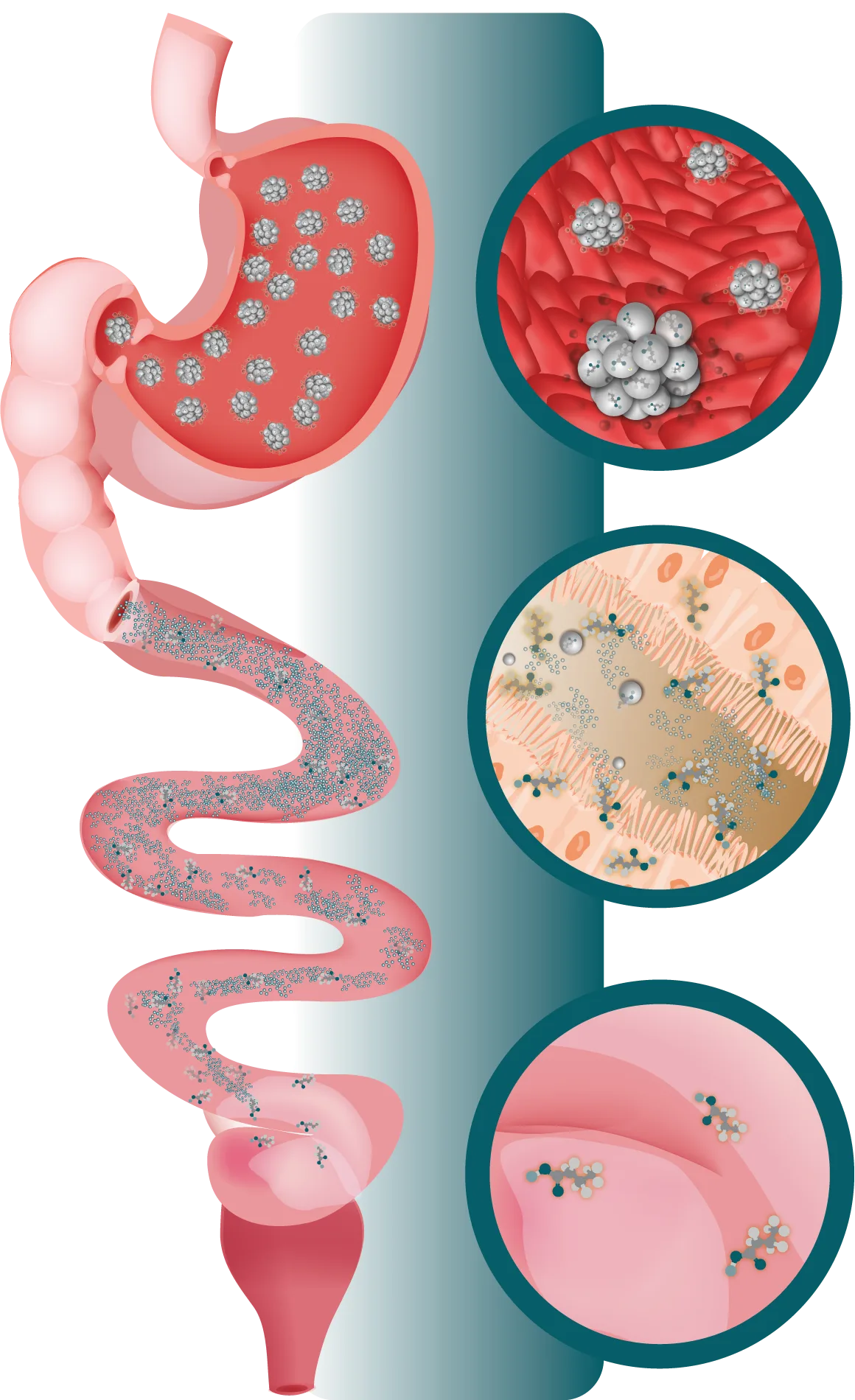 Liberación de Butirex C4 en el tracto intestinal